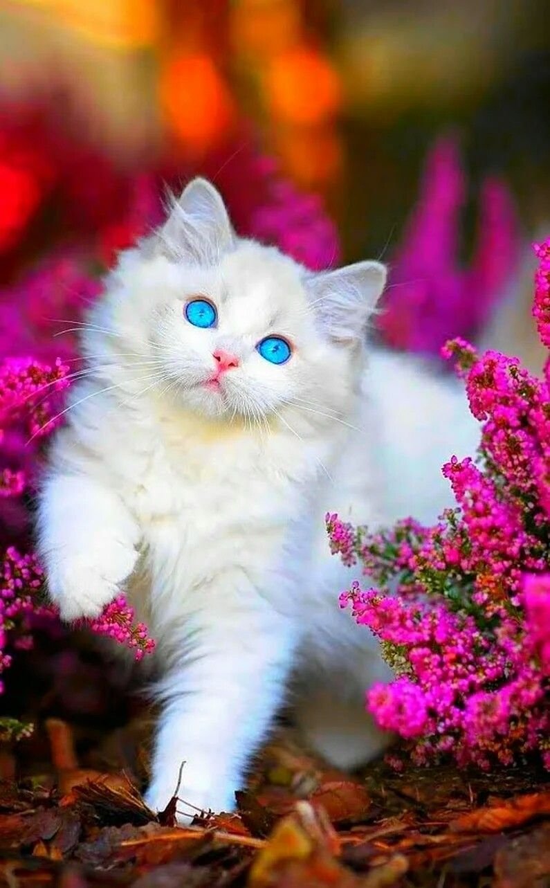 Милые котики