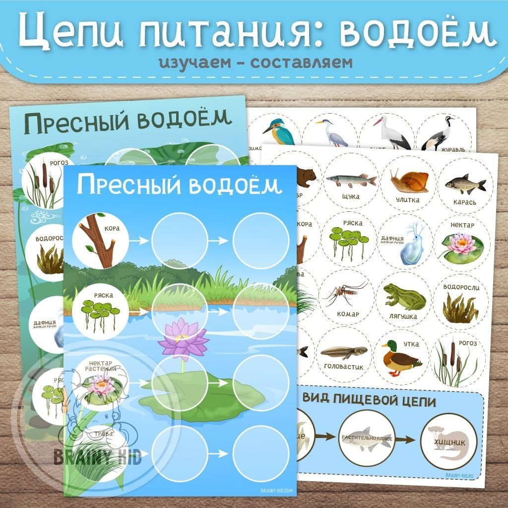 Пищевая цепь пресного водоема
