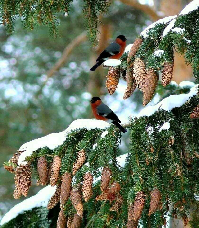 Снегири зимой
