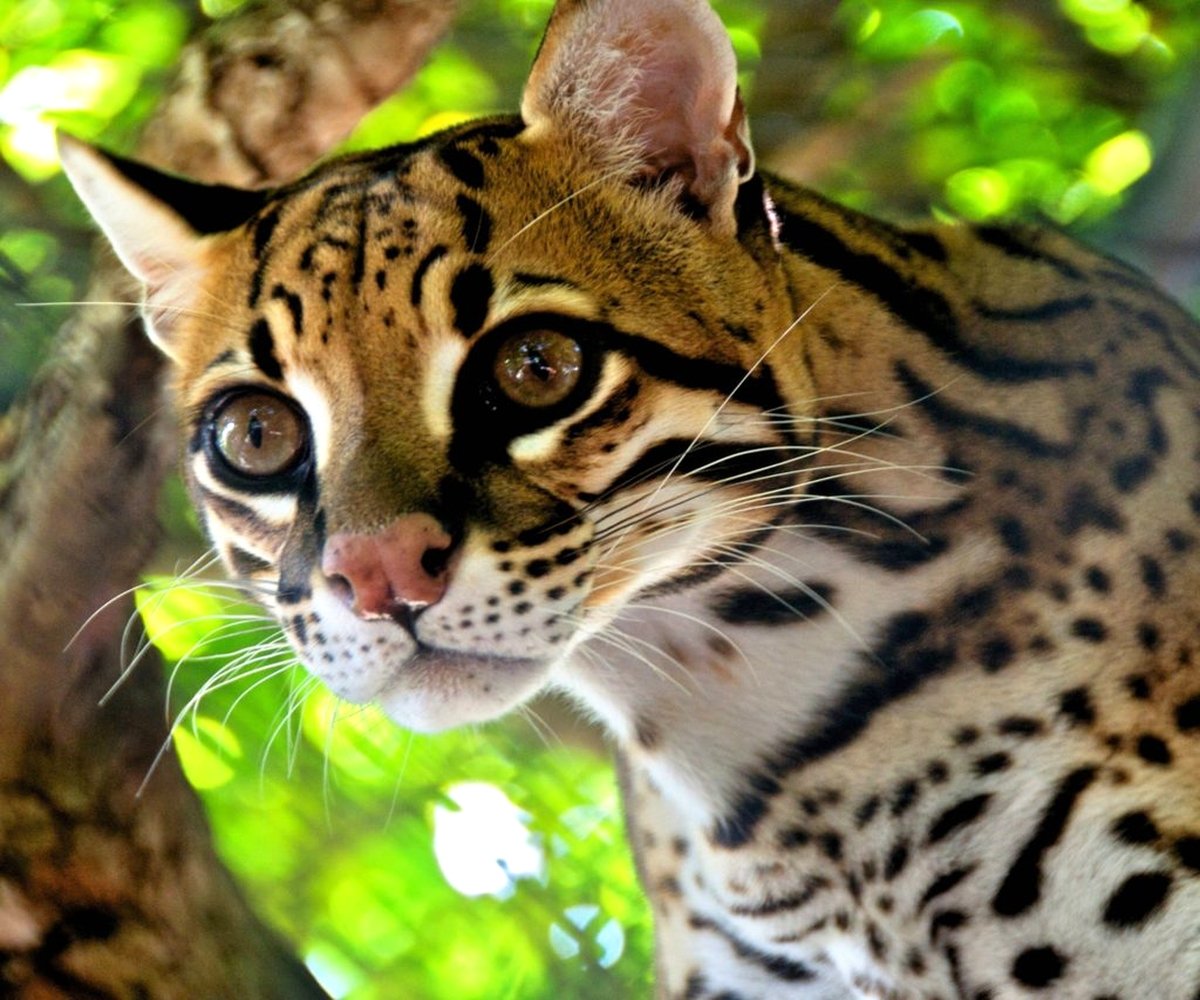 Оцелот (leopardus pardalis)