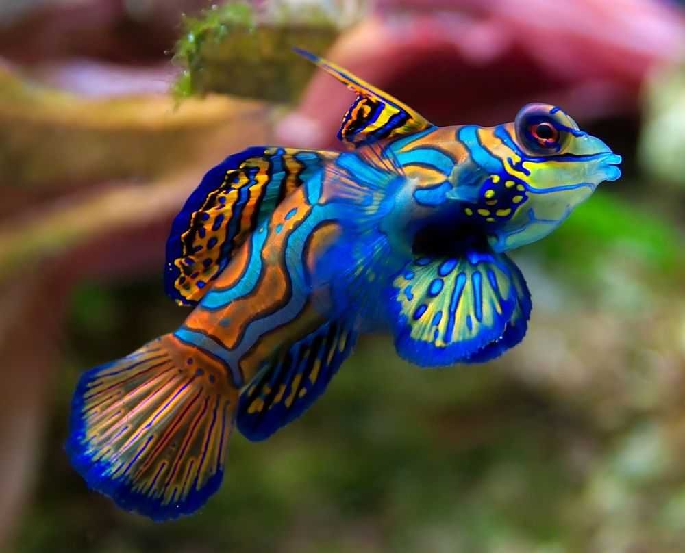 Synchiropus splendidus