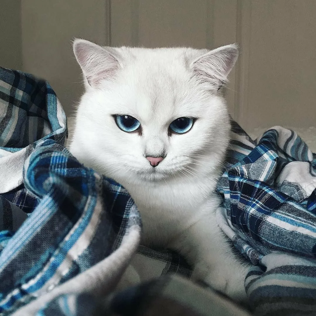 Британский кот Коби