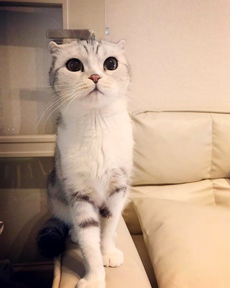 Японские породы кошек хана