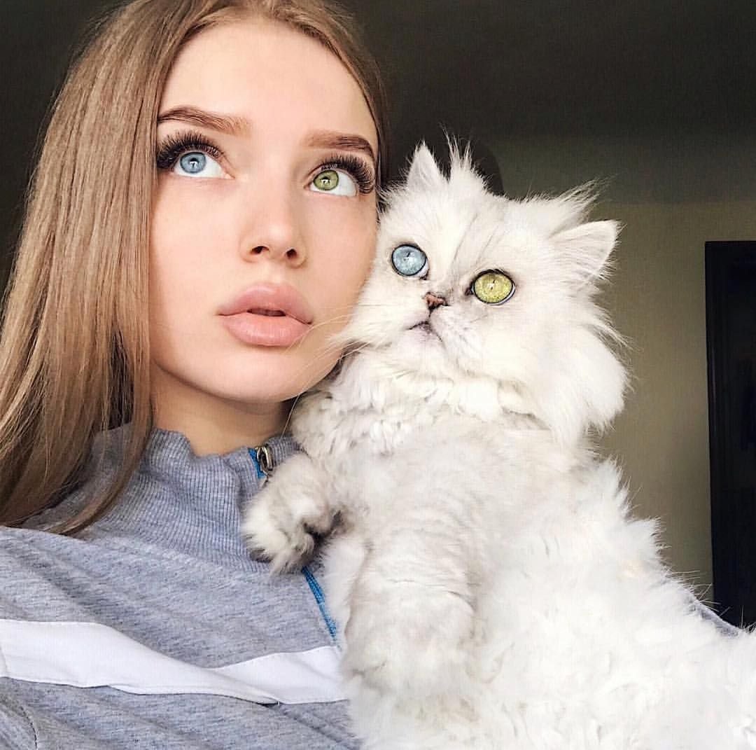 Самые красивые котики