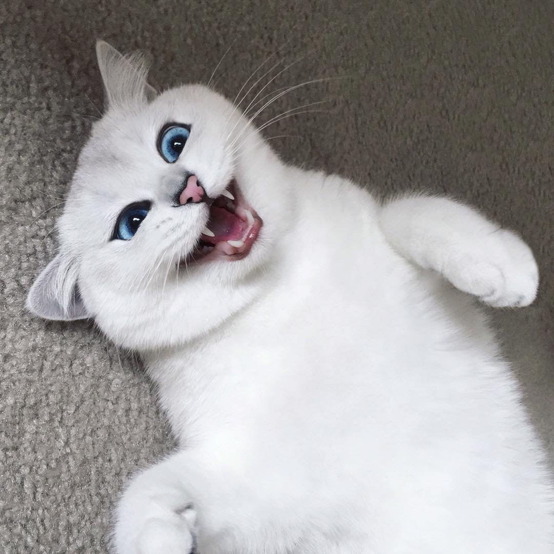 Самые красивые котики