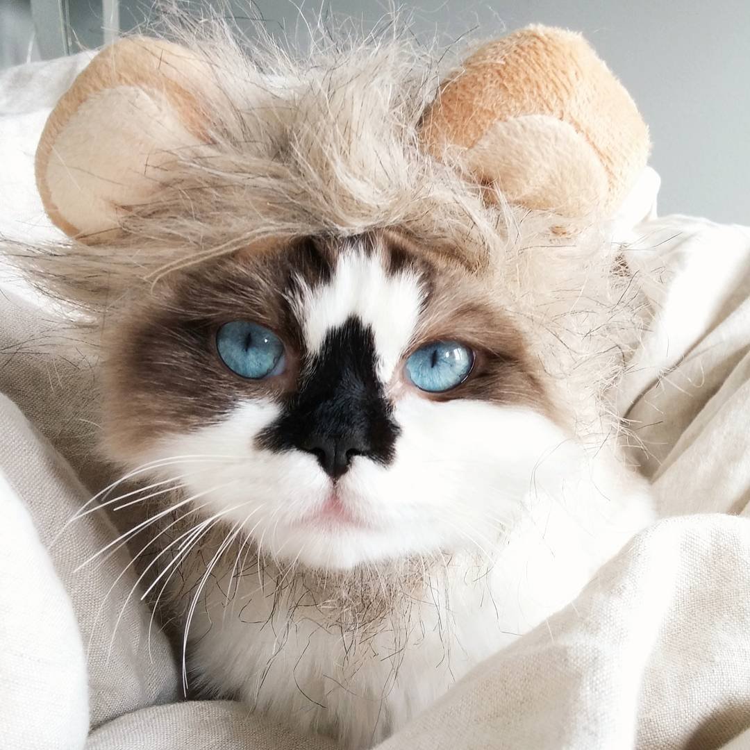 Манчкин Альберт