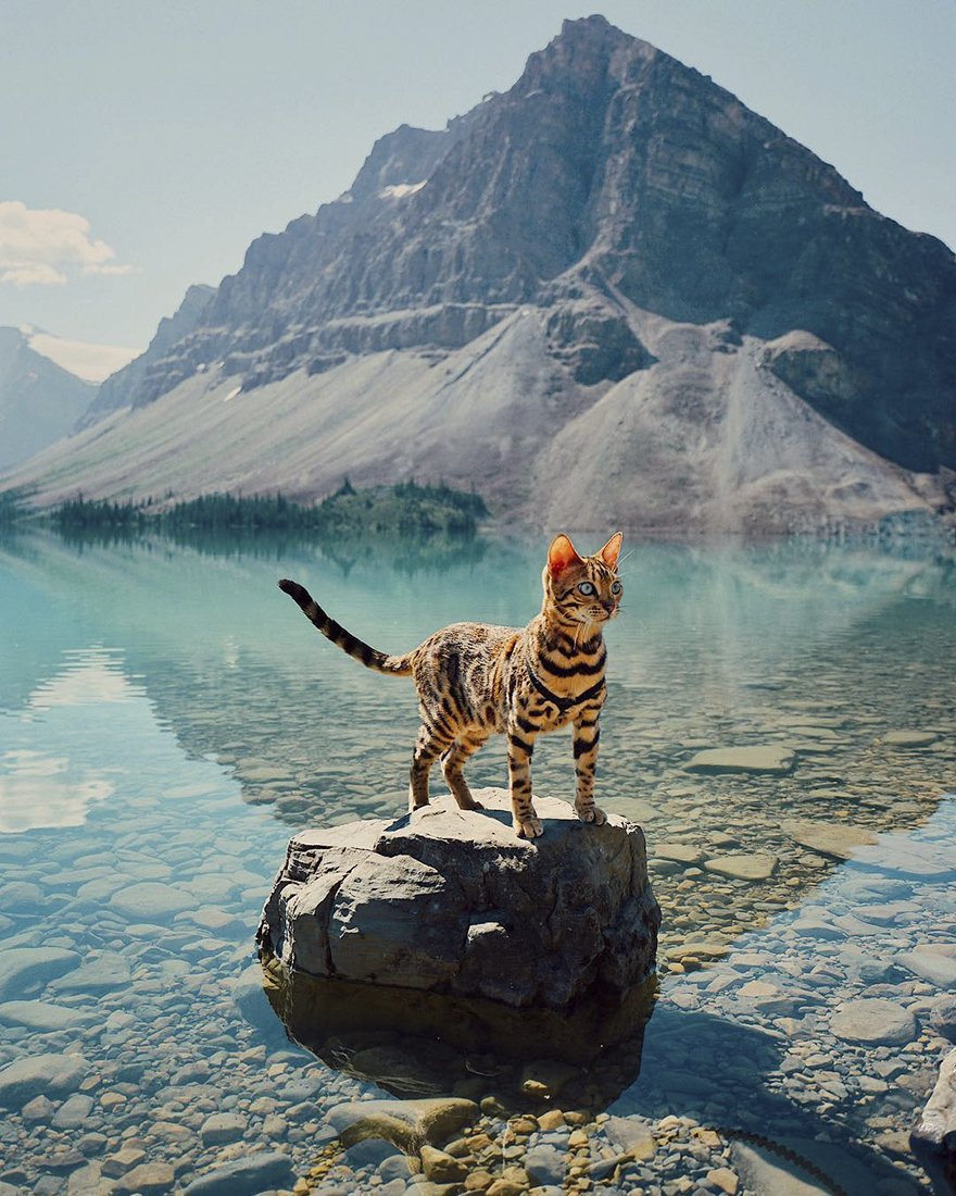 Сьюки кот путешественник