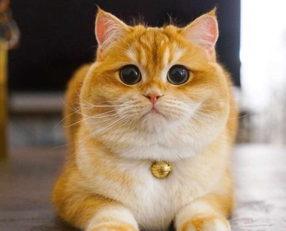 Японские рыжие коты