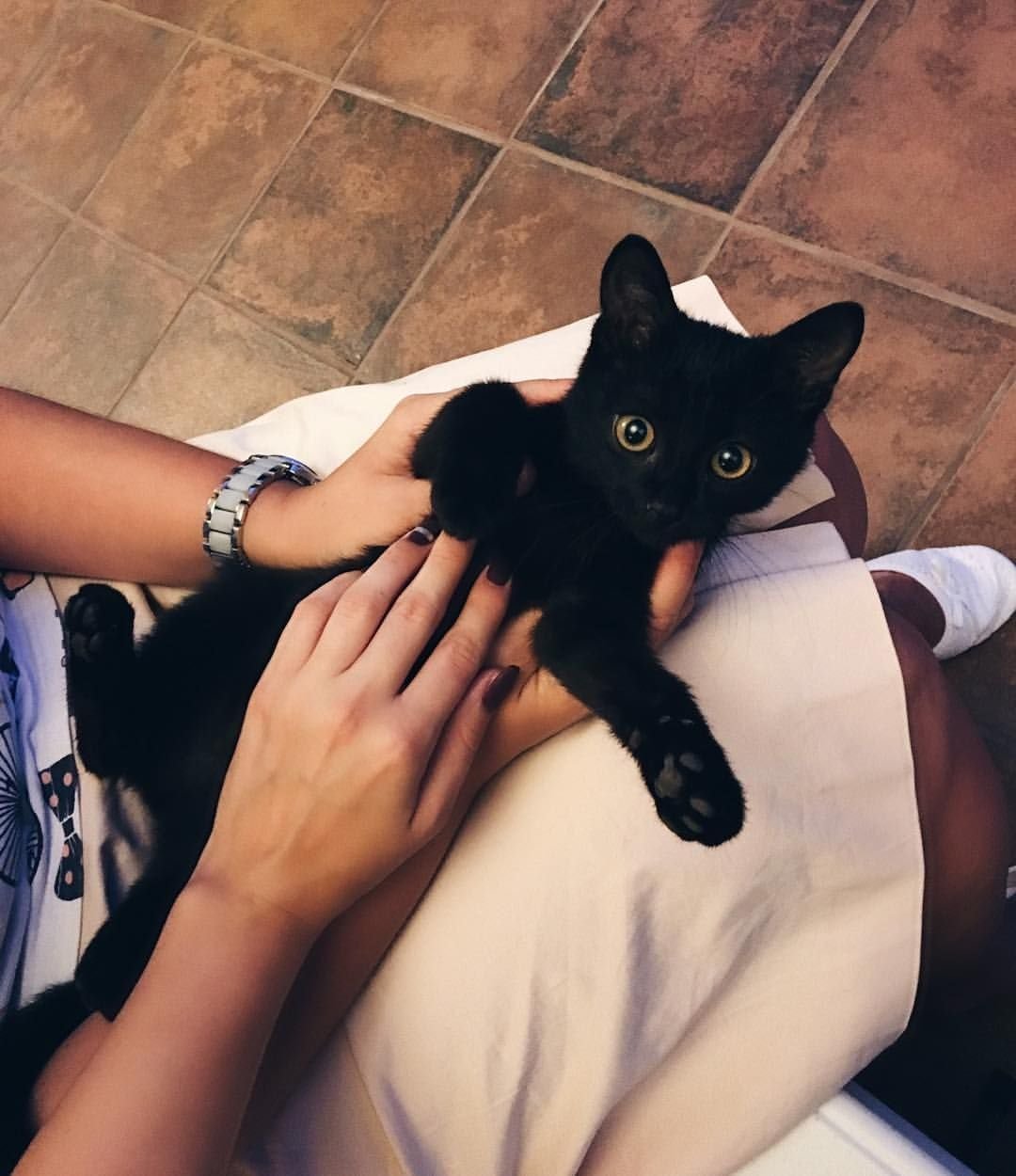 Кошки Инстаграмм