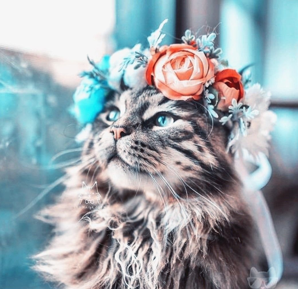 Кошка в веночке
