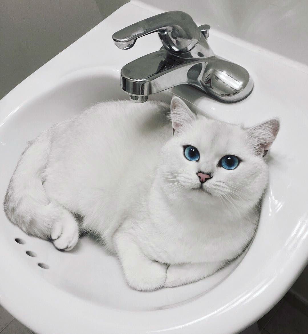 Голубоглазый кот Коби
