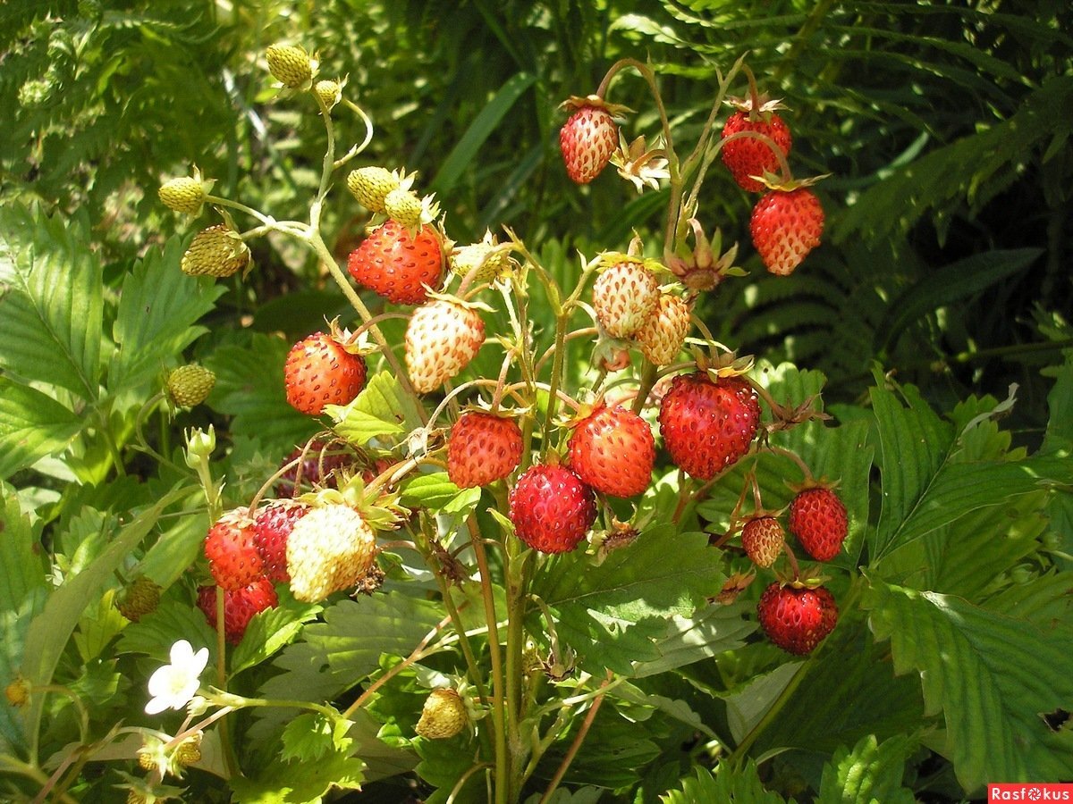Земляника мускусная, Лесная клубника.