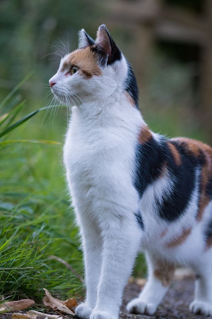 Кошка породы Калико