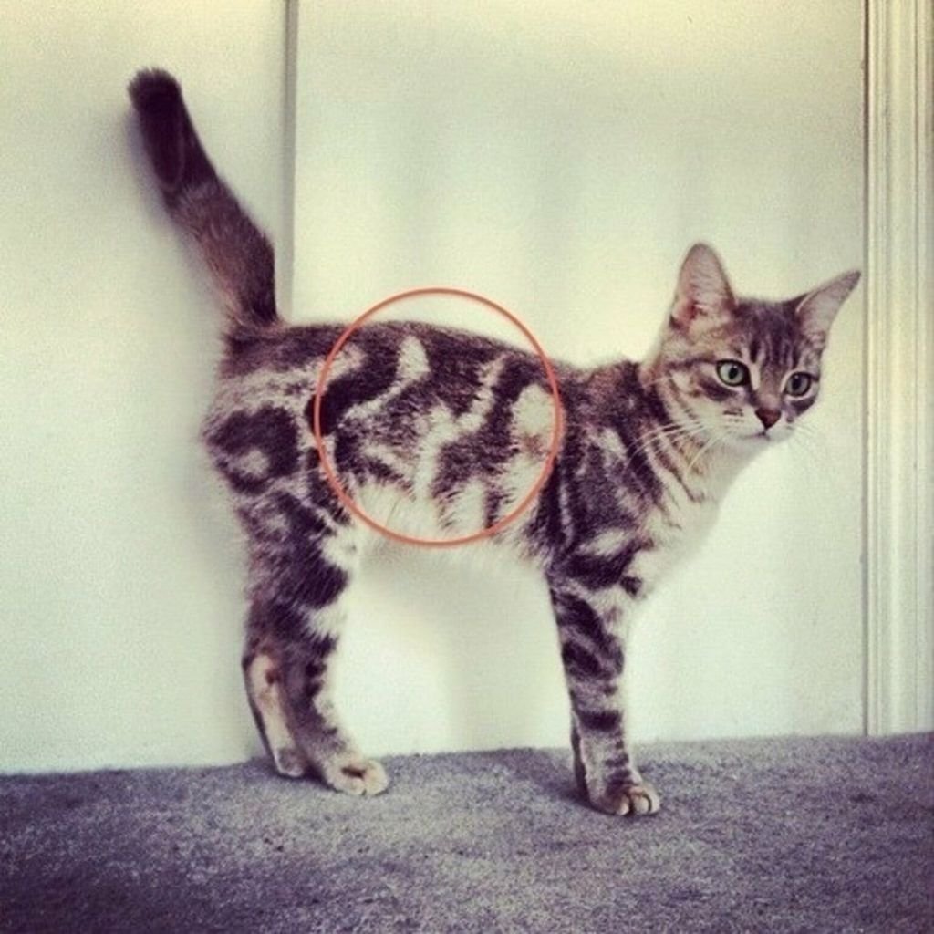 Самые смешные котики в мире