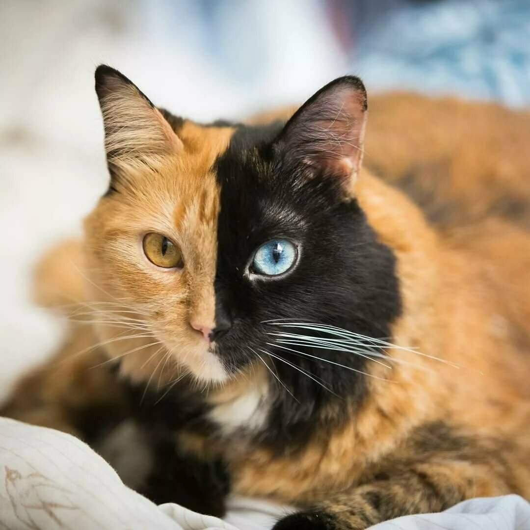 Кошка Венера Химера