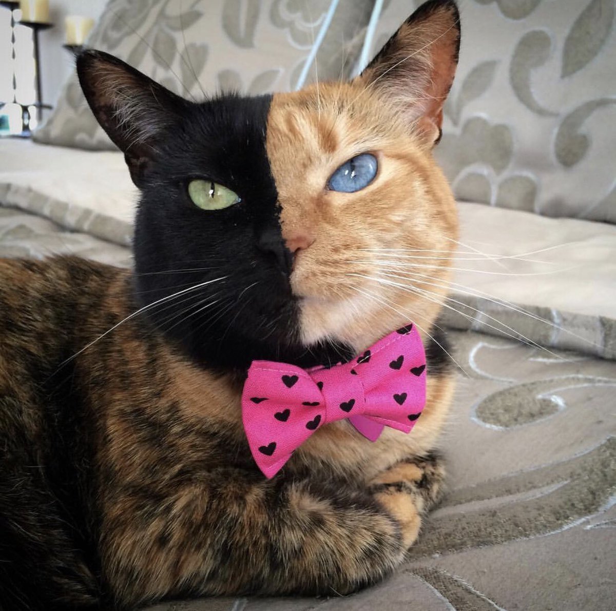 Двуликая кошка Венера