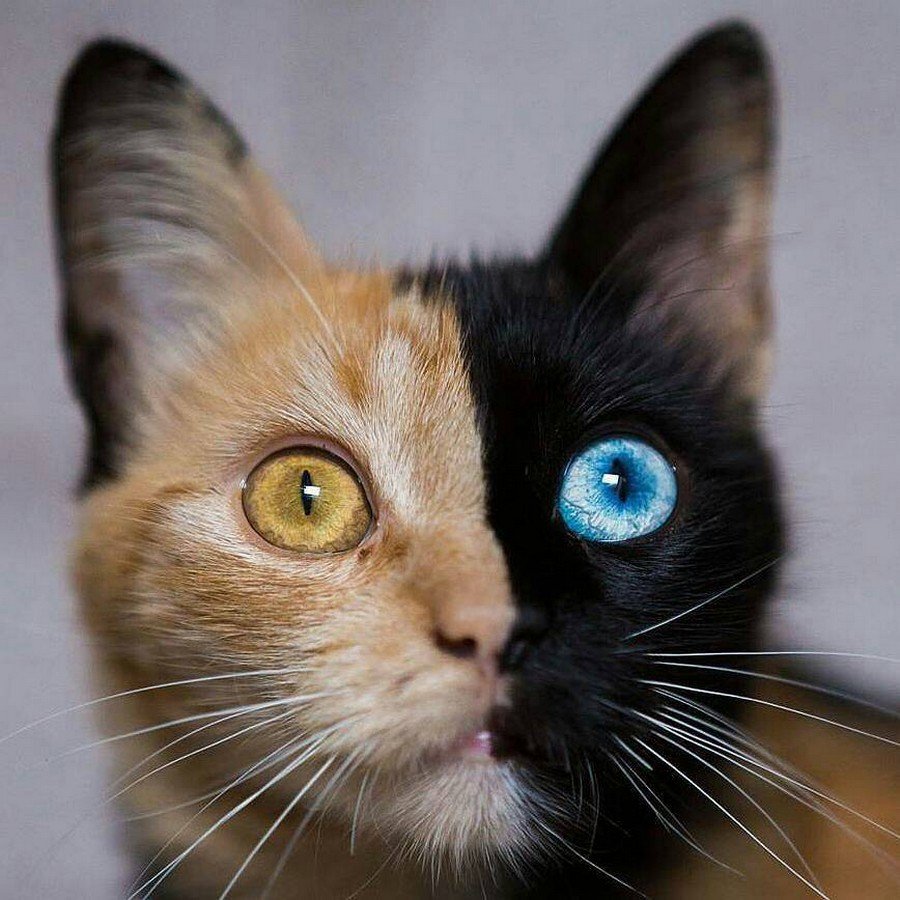 Коты гетерохромия
