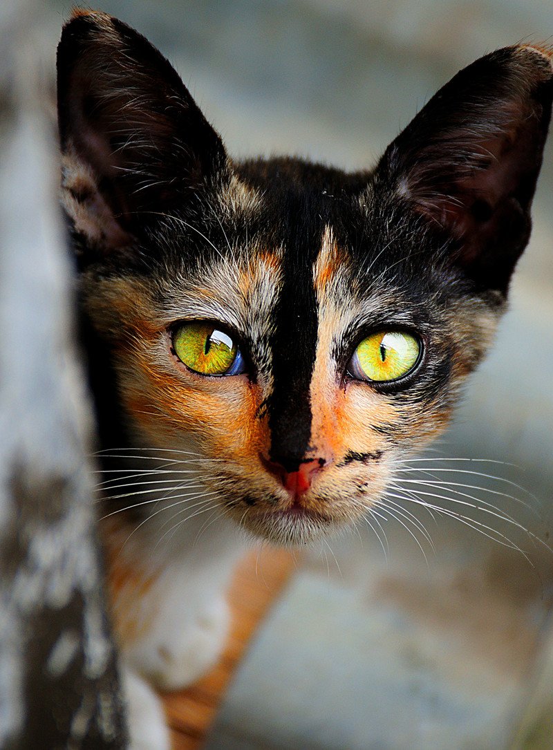 Самые красивые кошки