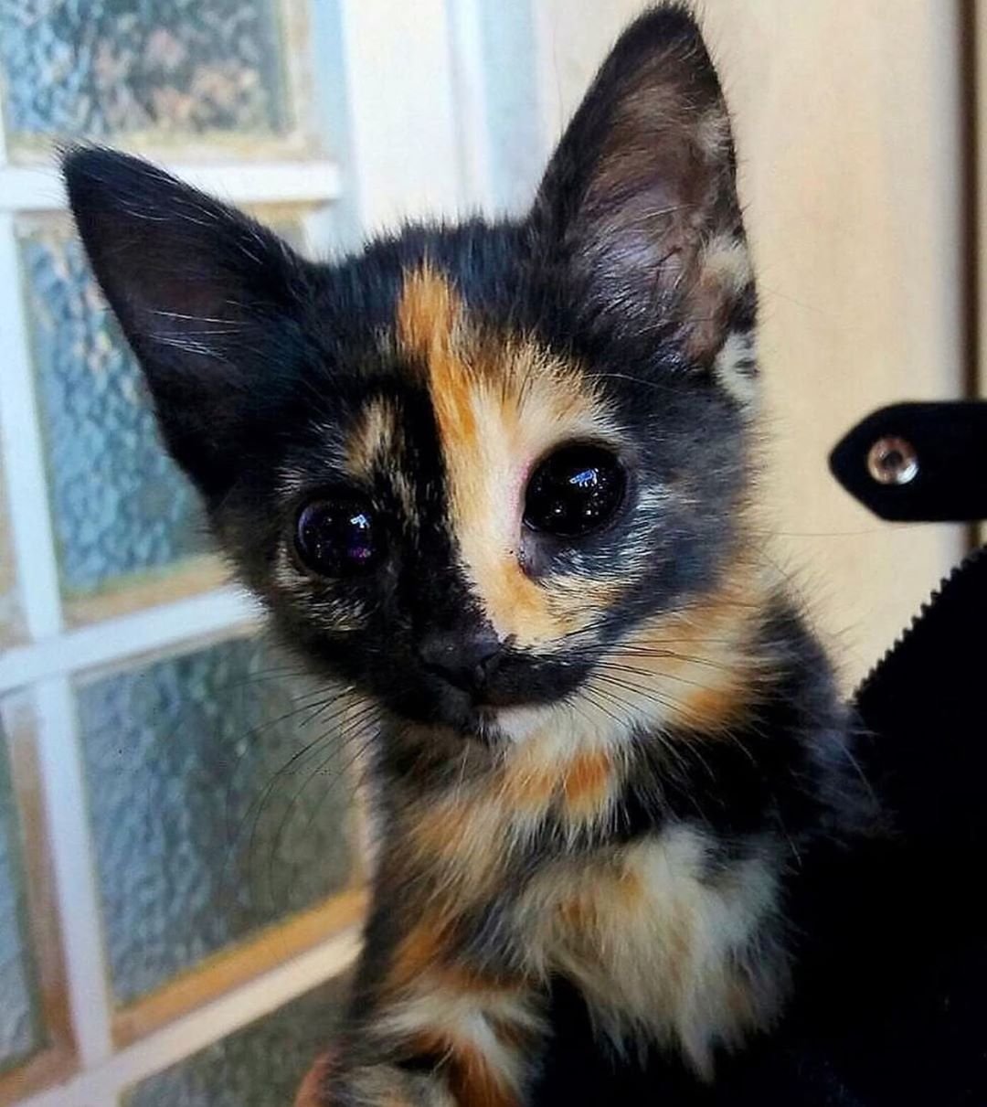 Необычный трехцветный котенок