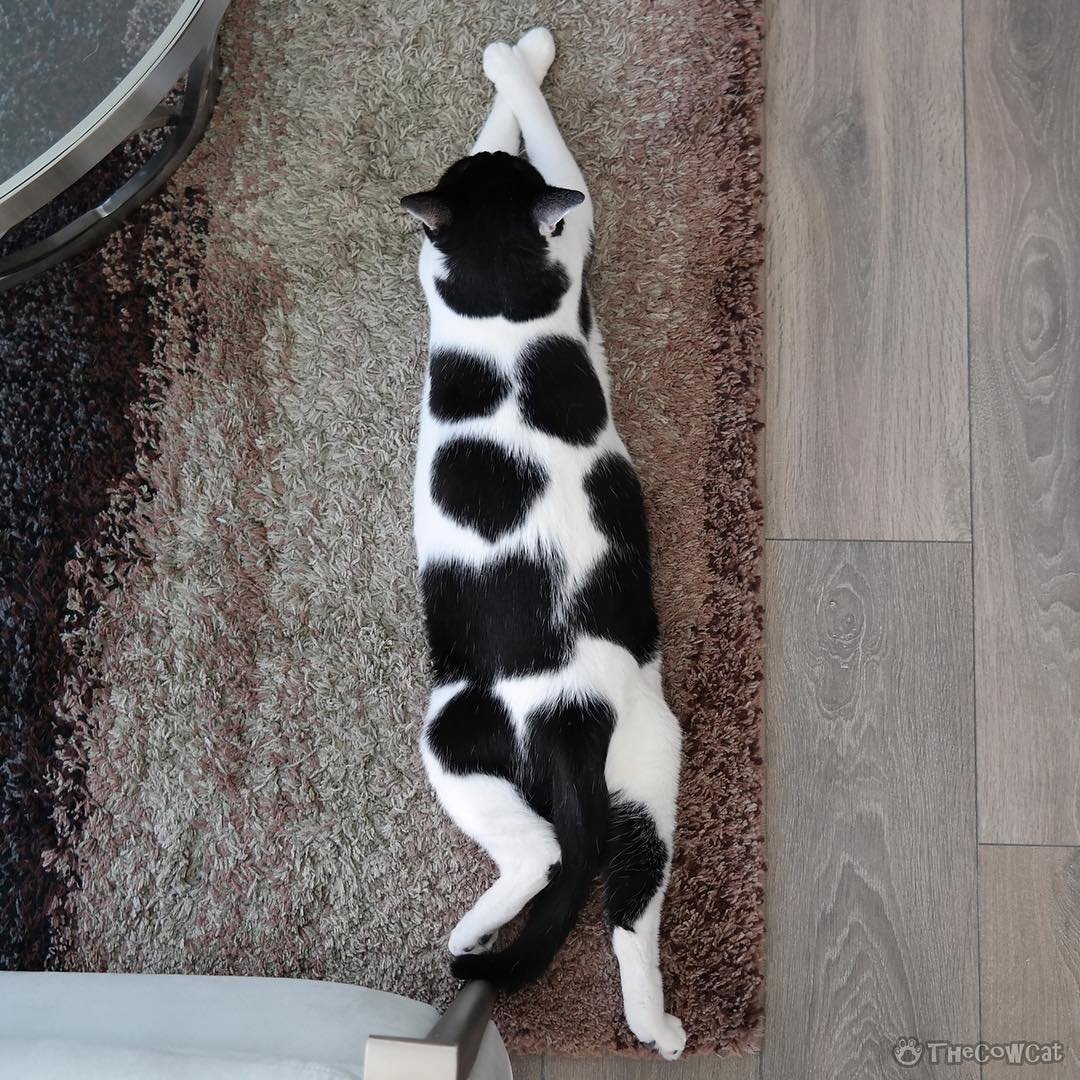 Кошка с окрасом коровы