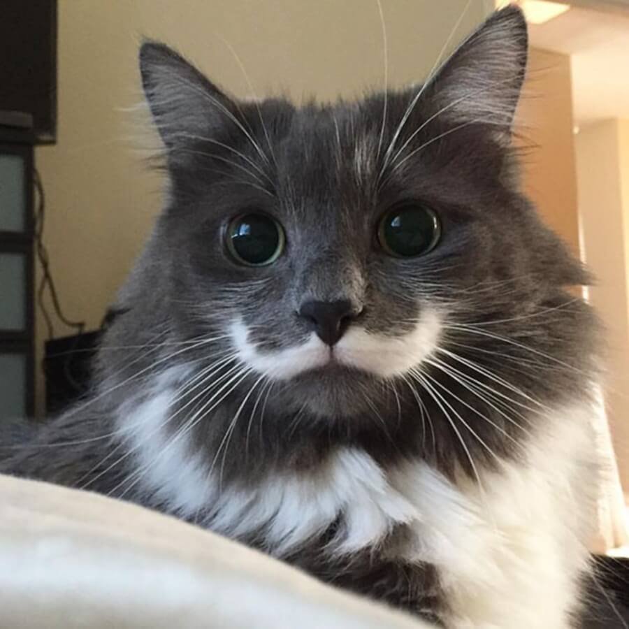 Необычные окраски кошек