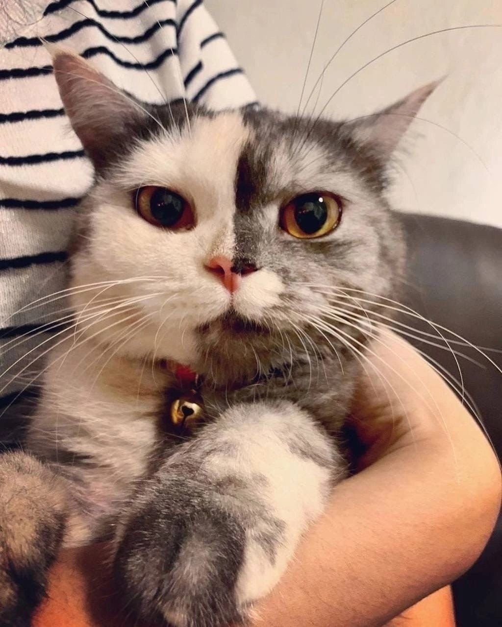 Необычный кот