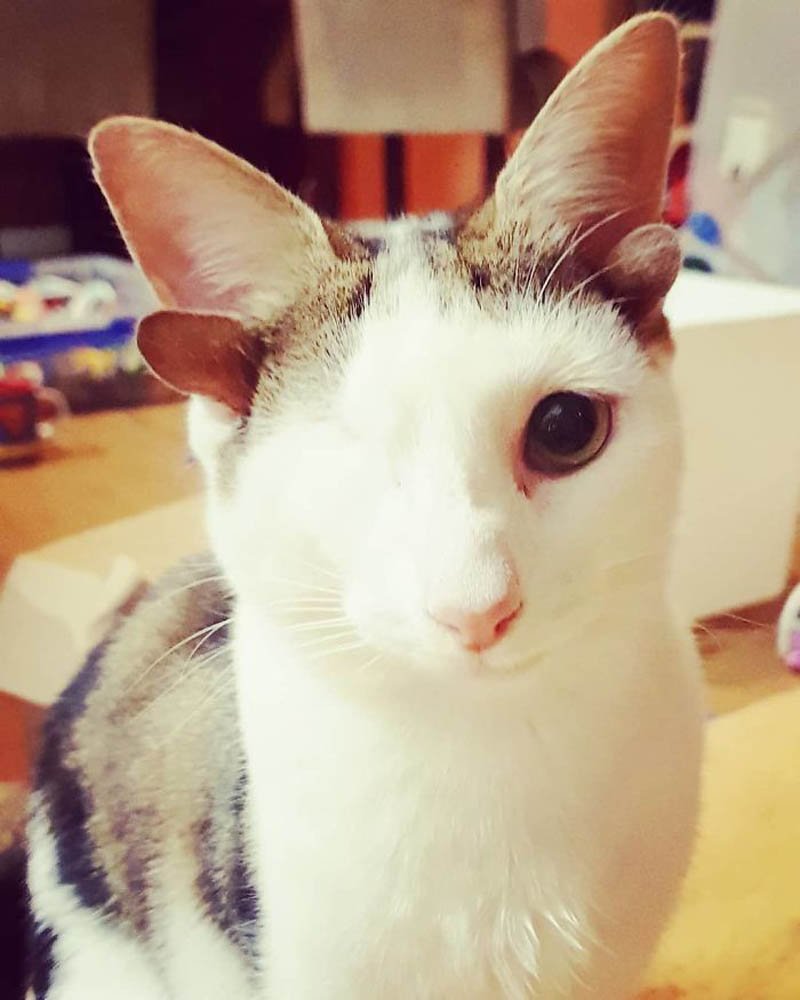 Кошки с необычной внешностью