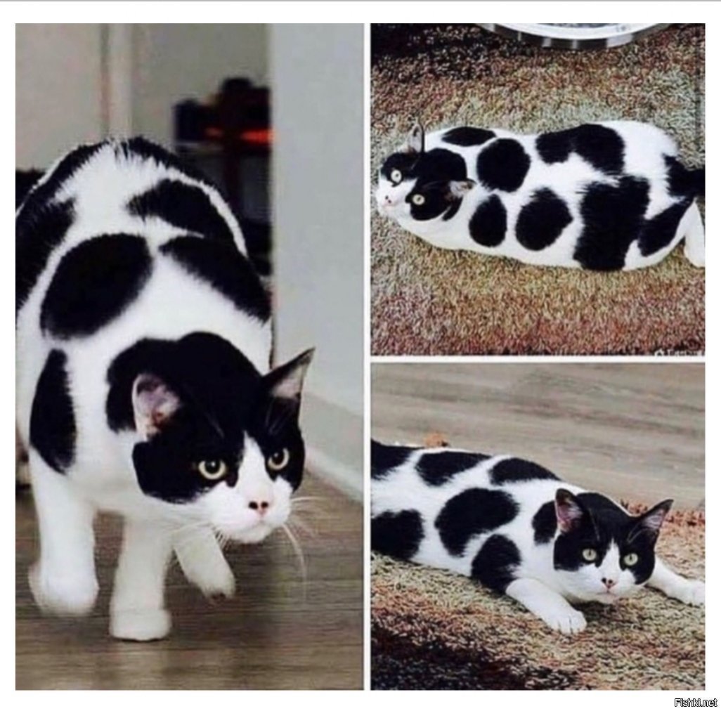 Кот далматинец