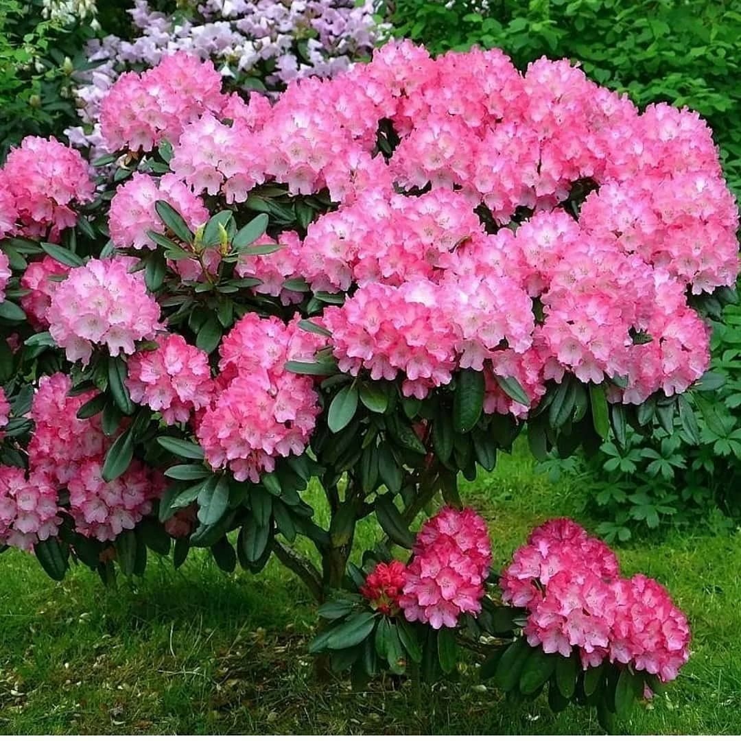 Рододендрон Хельсинки Юниверсити