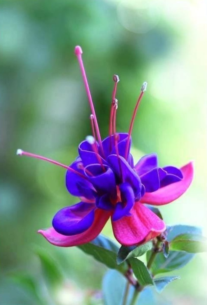 Fuchsia цвет фуксия