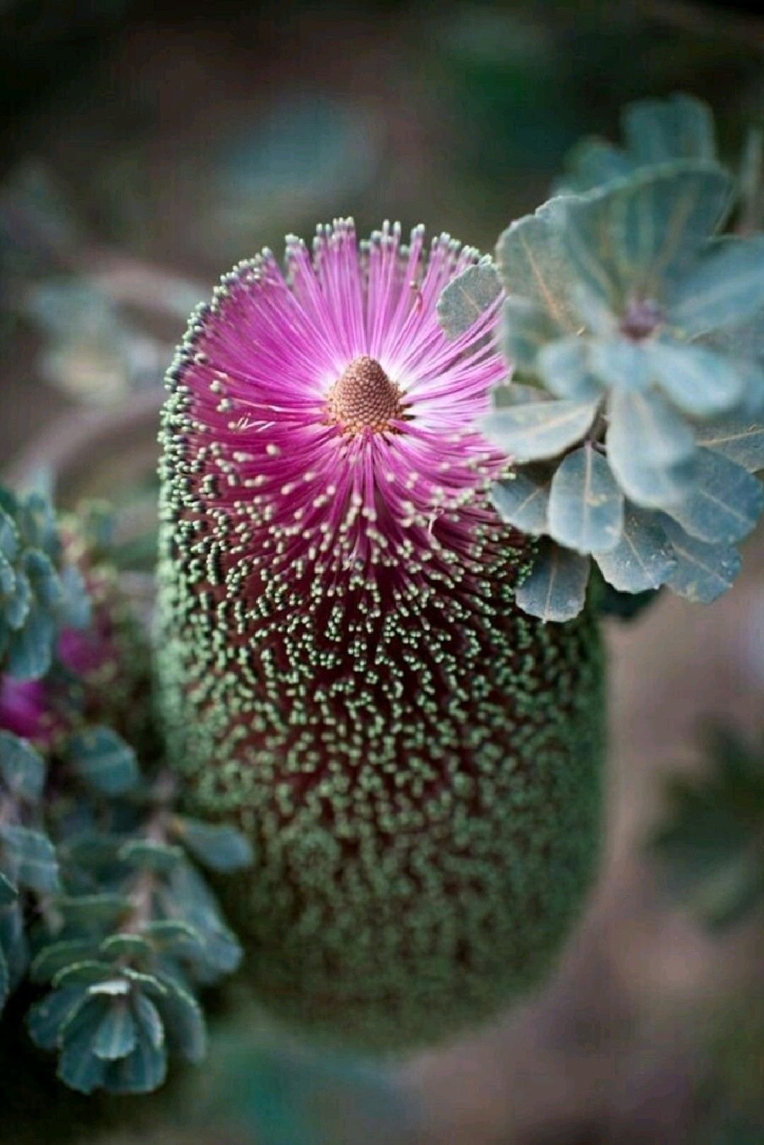 Banksia praemorsa