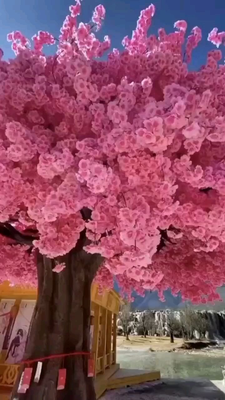 Красивые кустарники