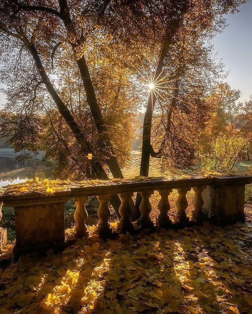 Осень Павловск аллея