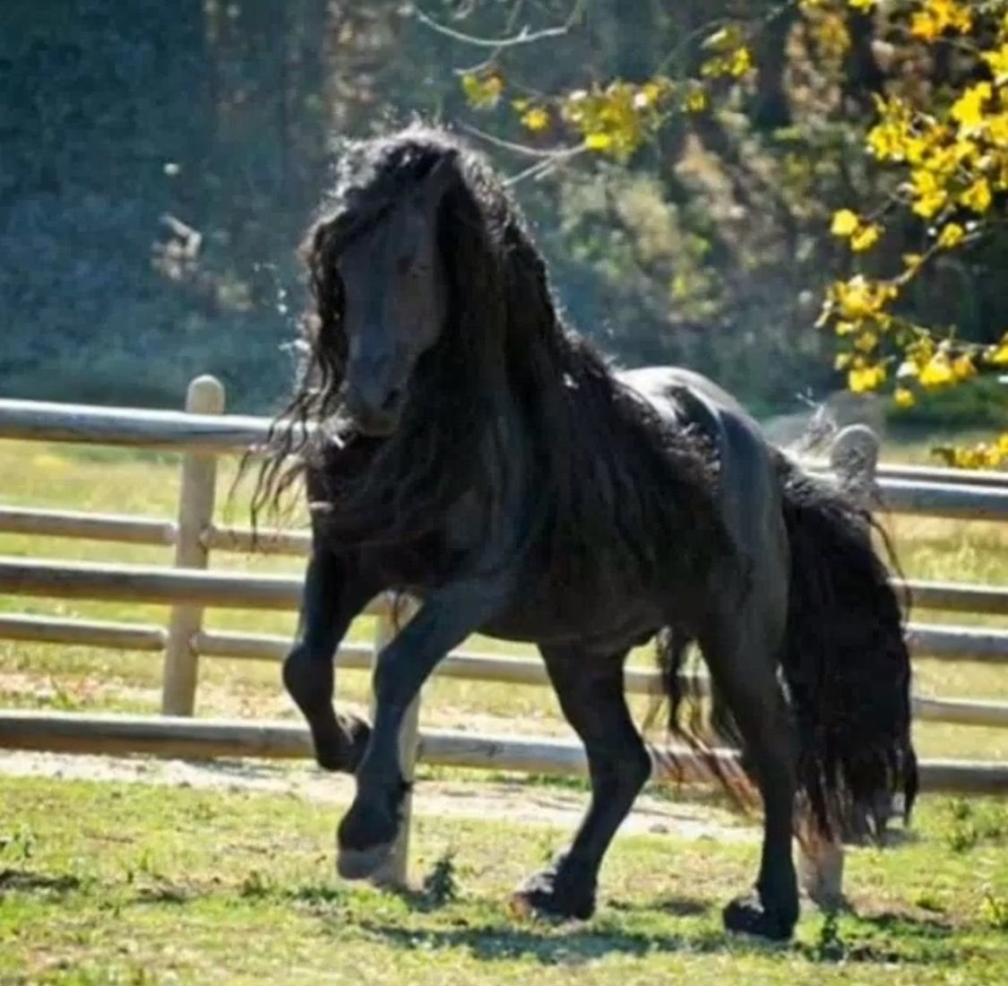 Фризский жеребец Фредерик Великий