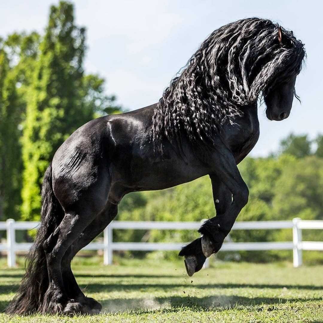 Тяжеловоз Шайр черный