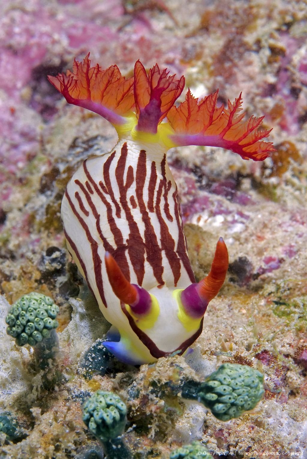 Emblemania hypacanthus