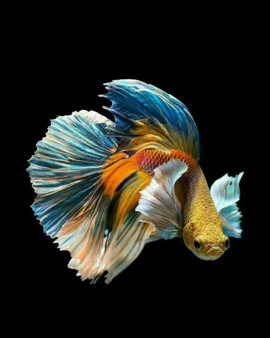 Betta splendens
