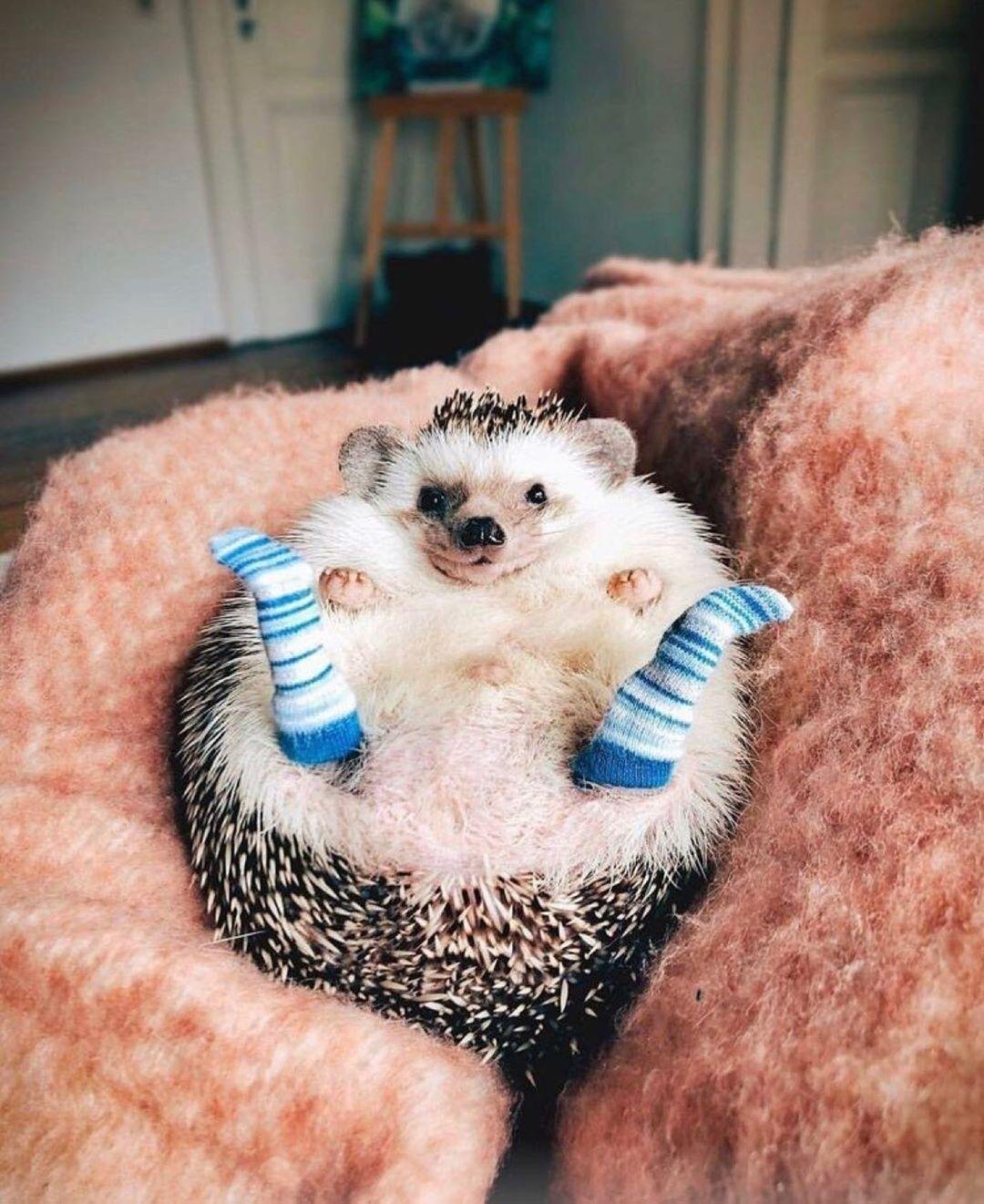 Милые домашние животные