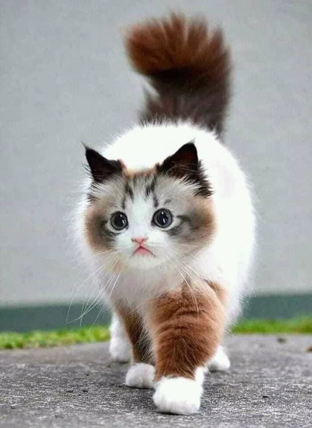 Священная Бирма кошка