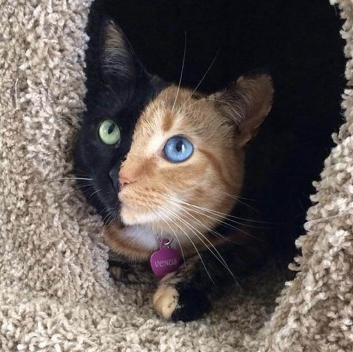Кошка Венера Химера
