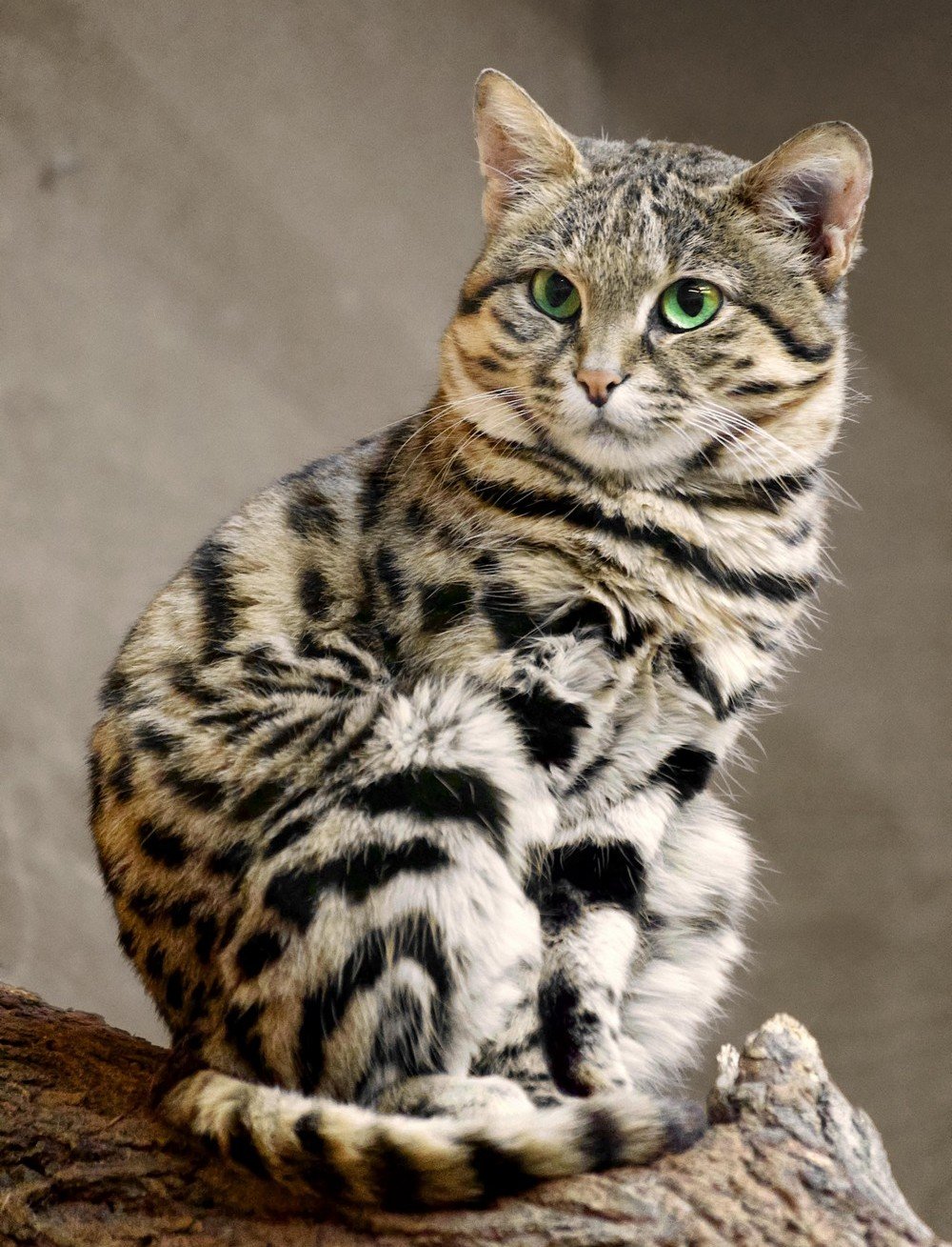 Самые красивые породы котов