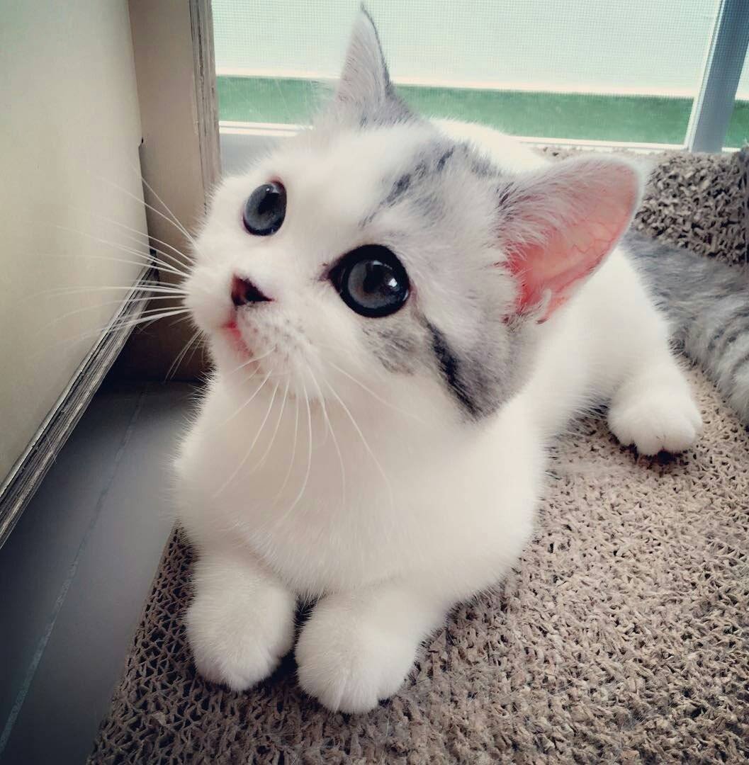 Милые котики