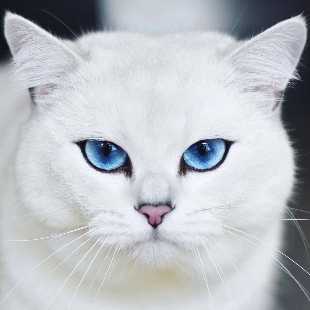 Шиншилла Пойнт Коби