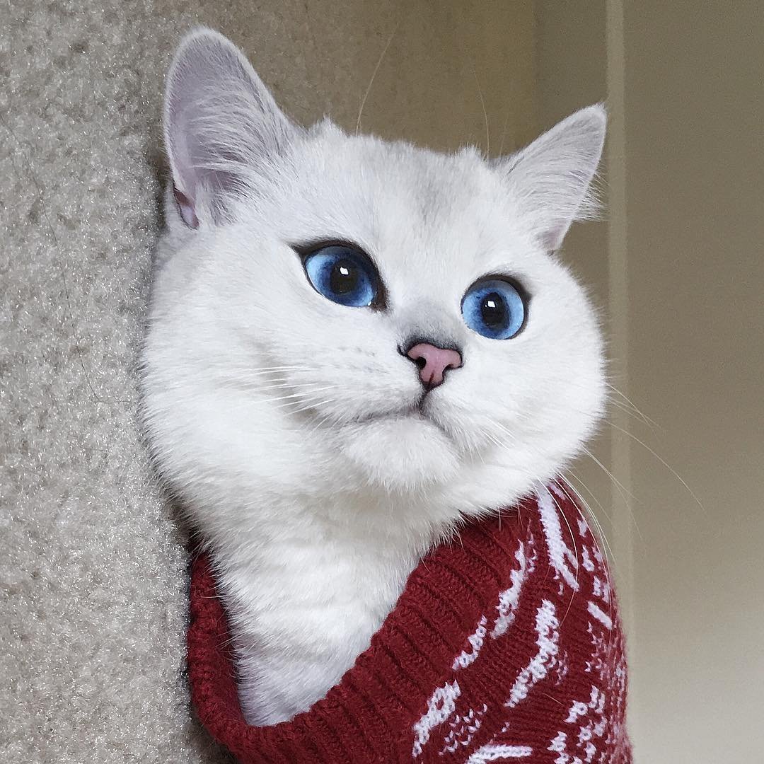 Британский короткошёрстный кот Коби