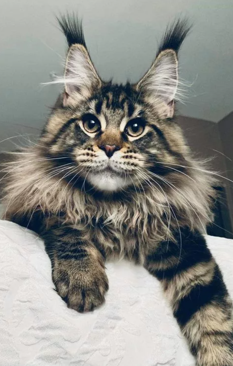 Кот Мейн кун