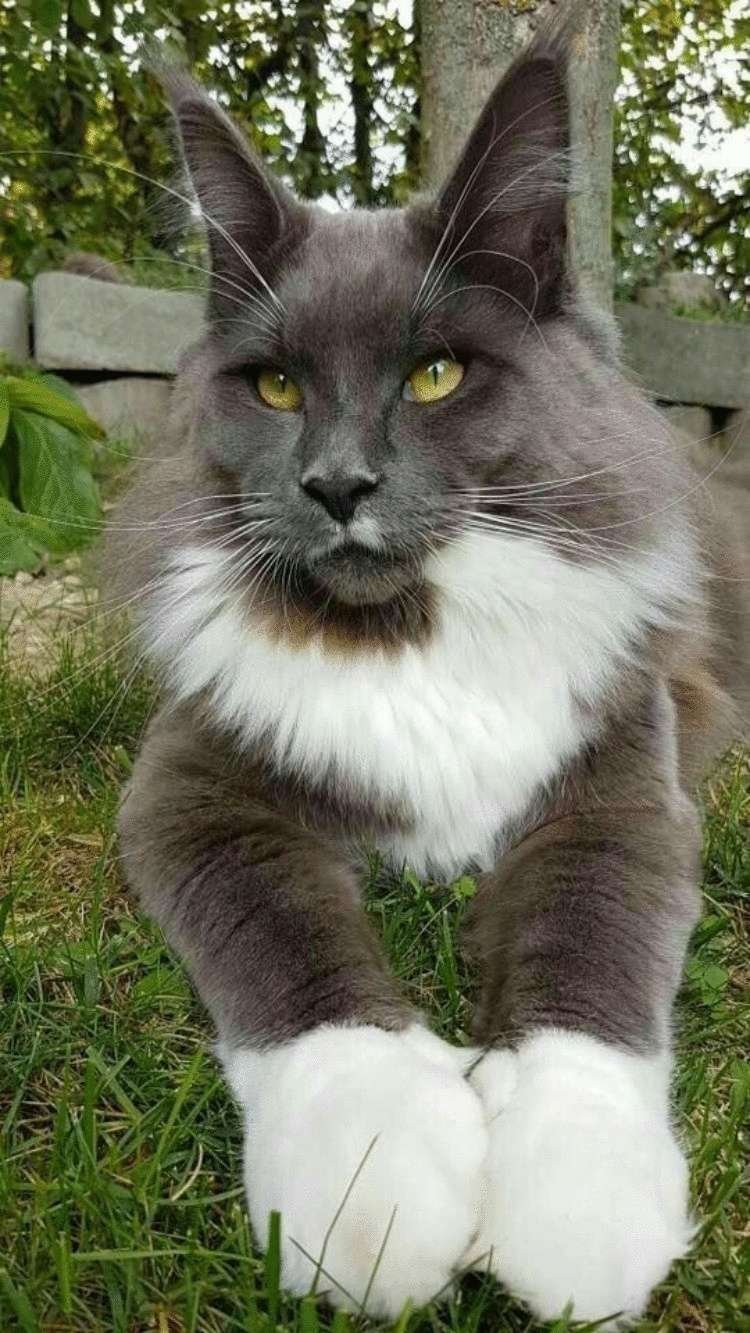 Чистокровный Мейн кун кот