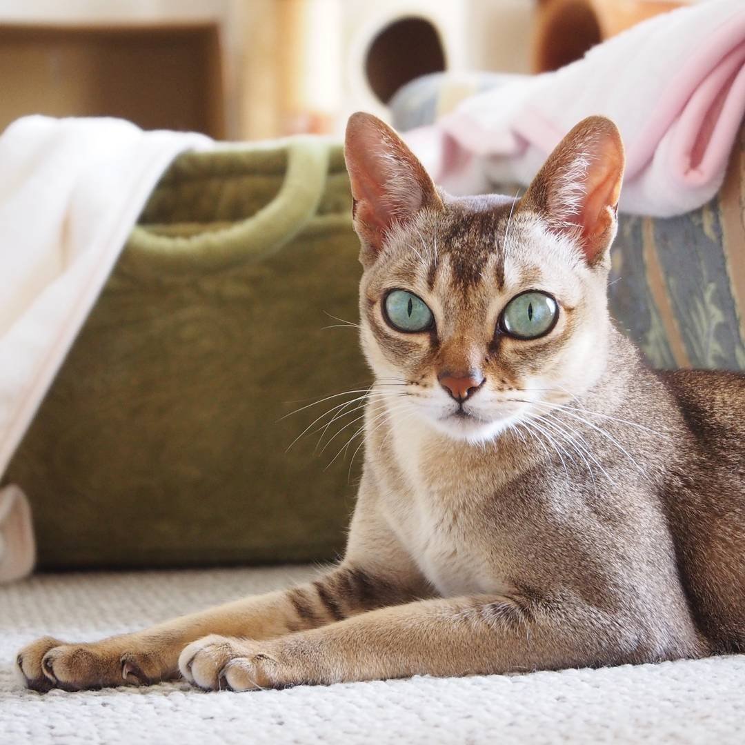 Сингапурская кошка