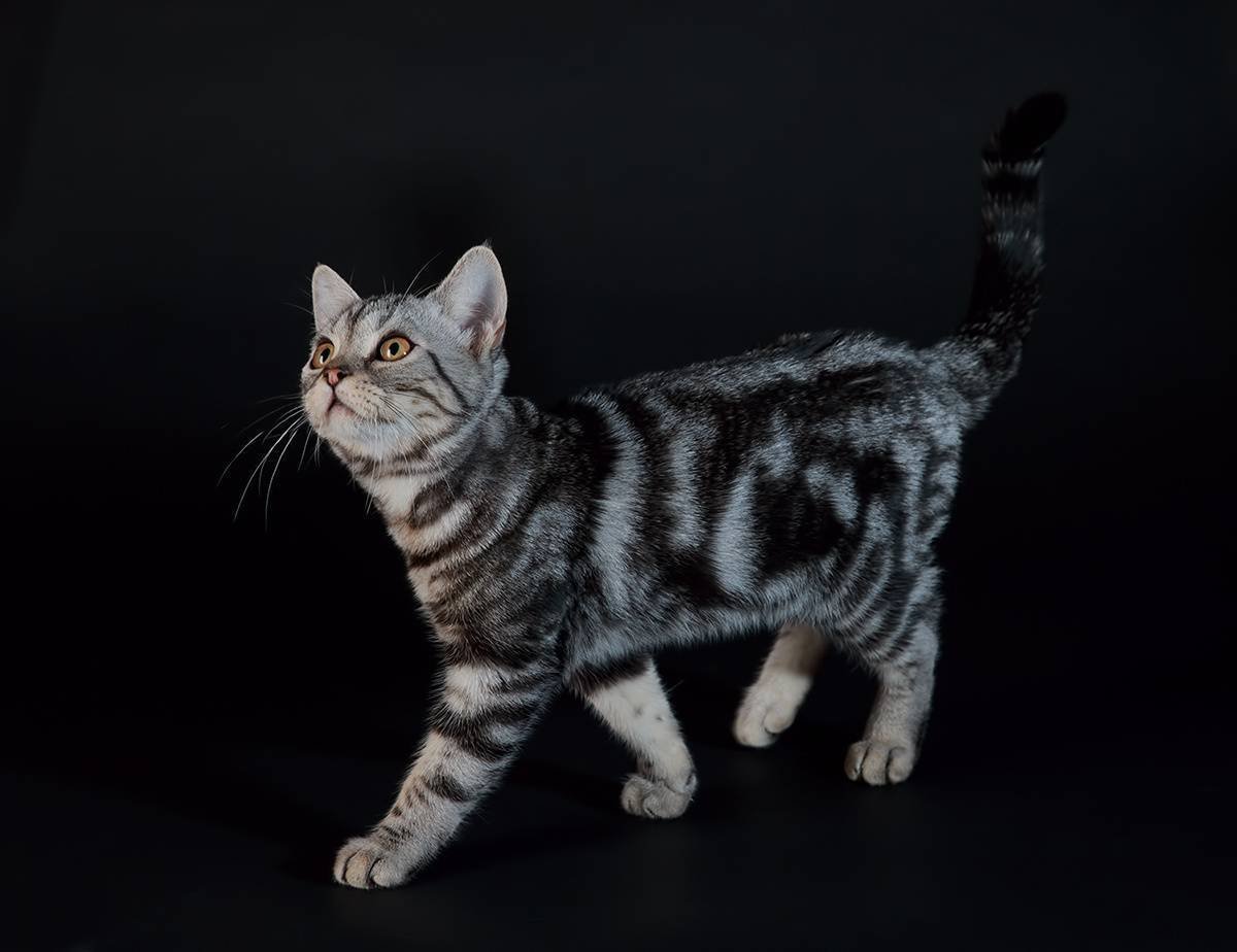 Американская короткошёрстная кошка