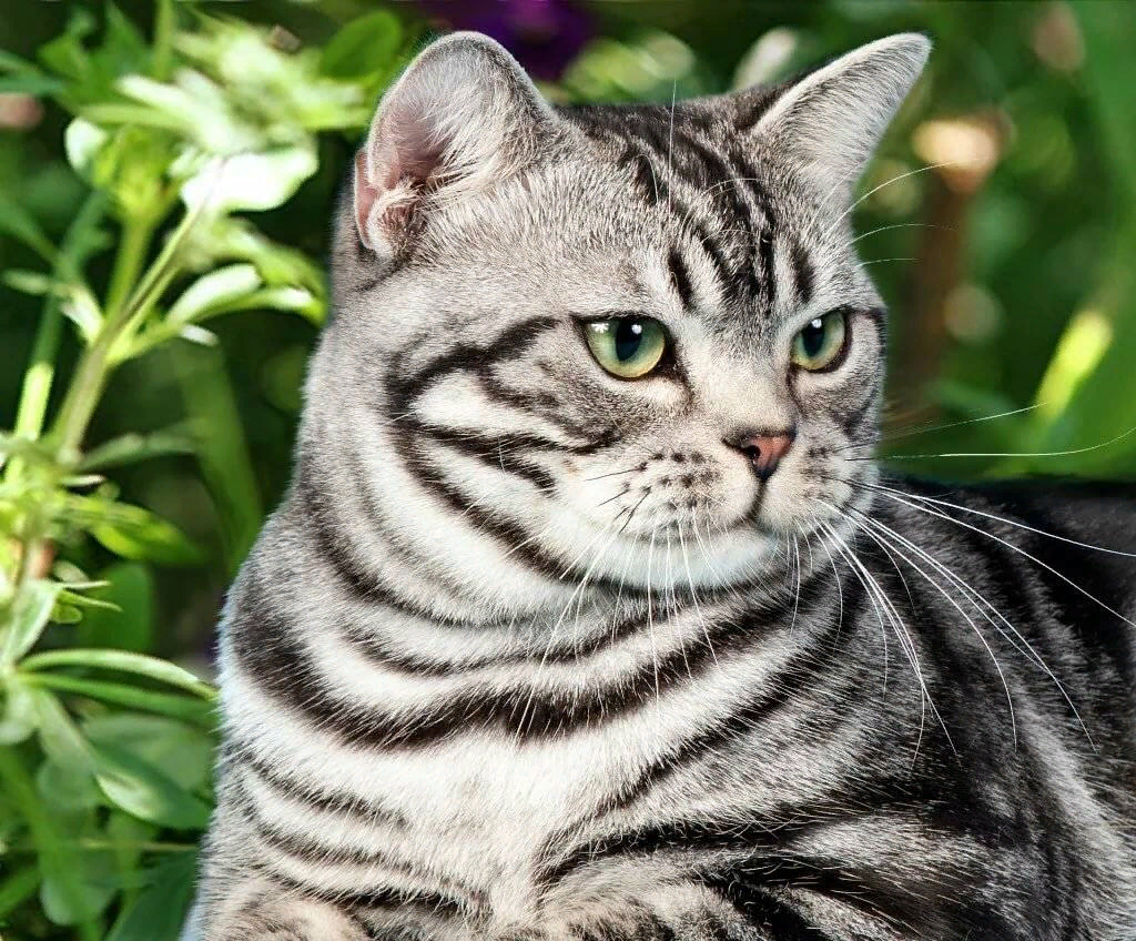 Американская короткошёрстная кошка