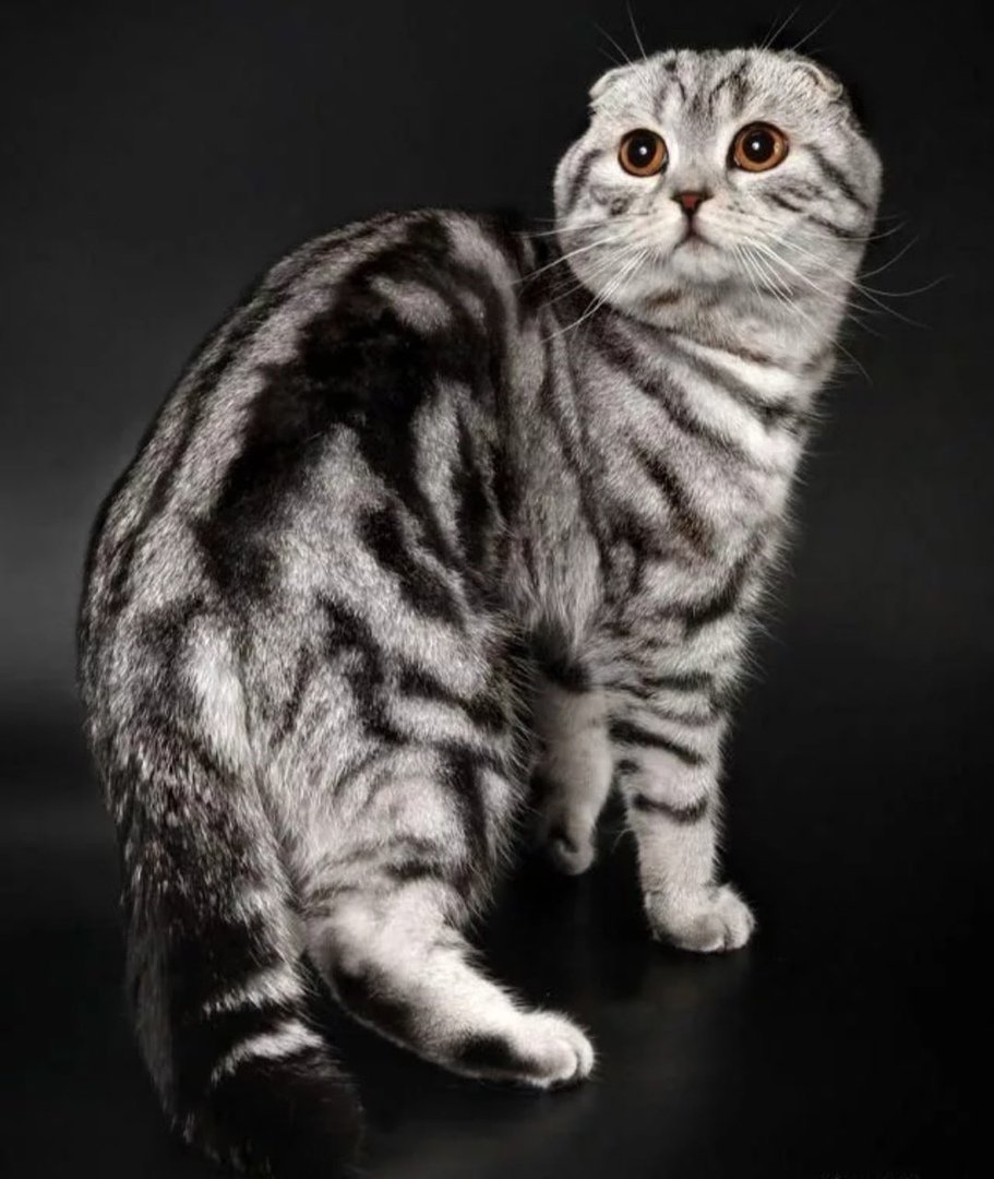 Шотландская кошка скоттиш фолд